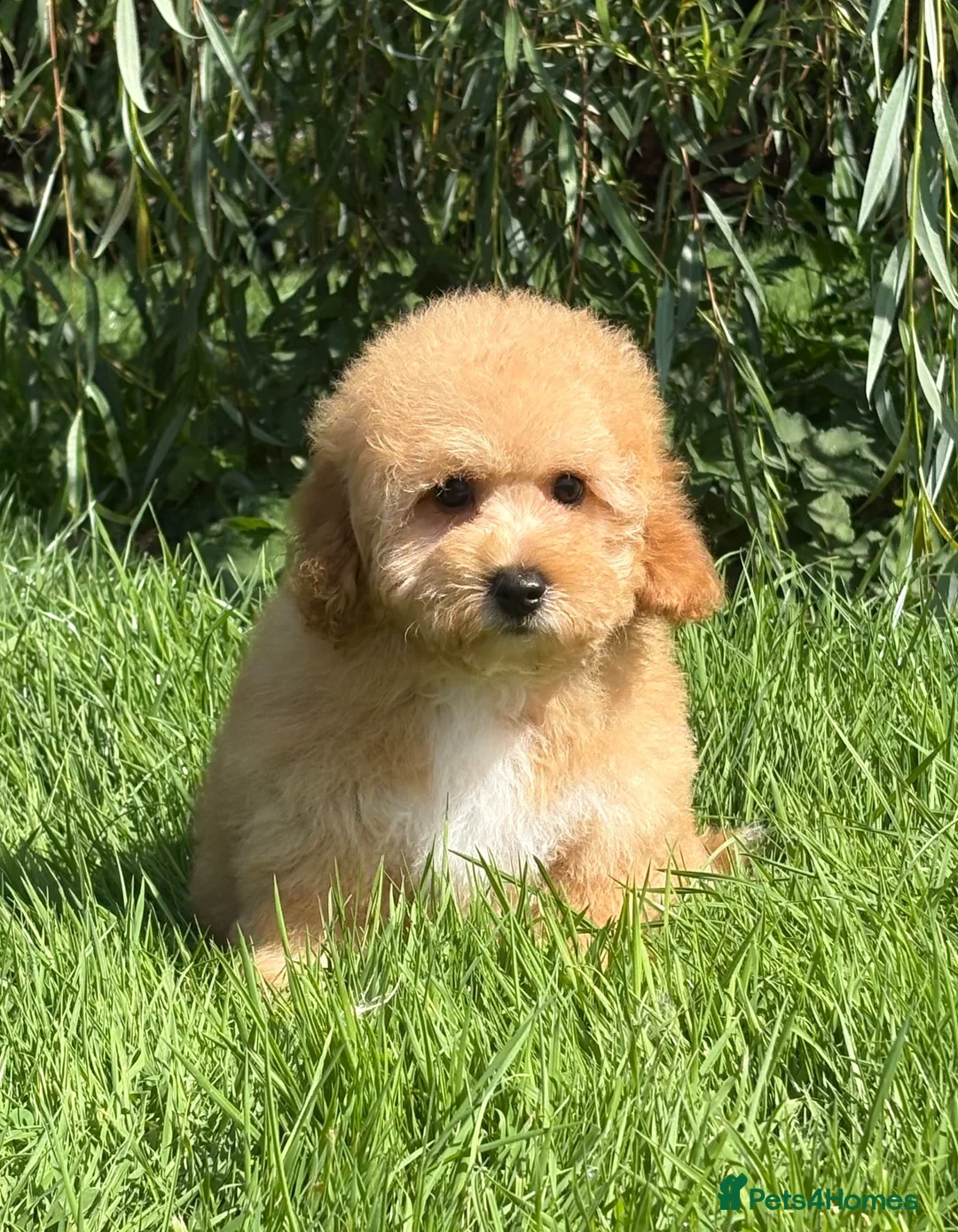 Cavapoochon dogs for sale: 🐾 Stunning Cavapoochon Boy 🐾 - Advert 2