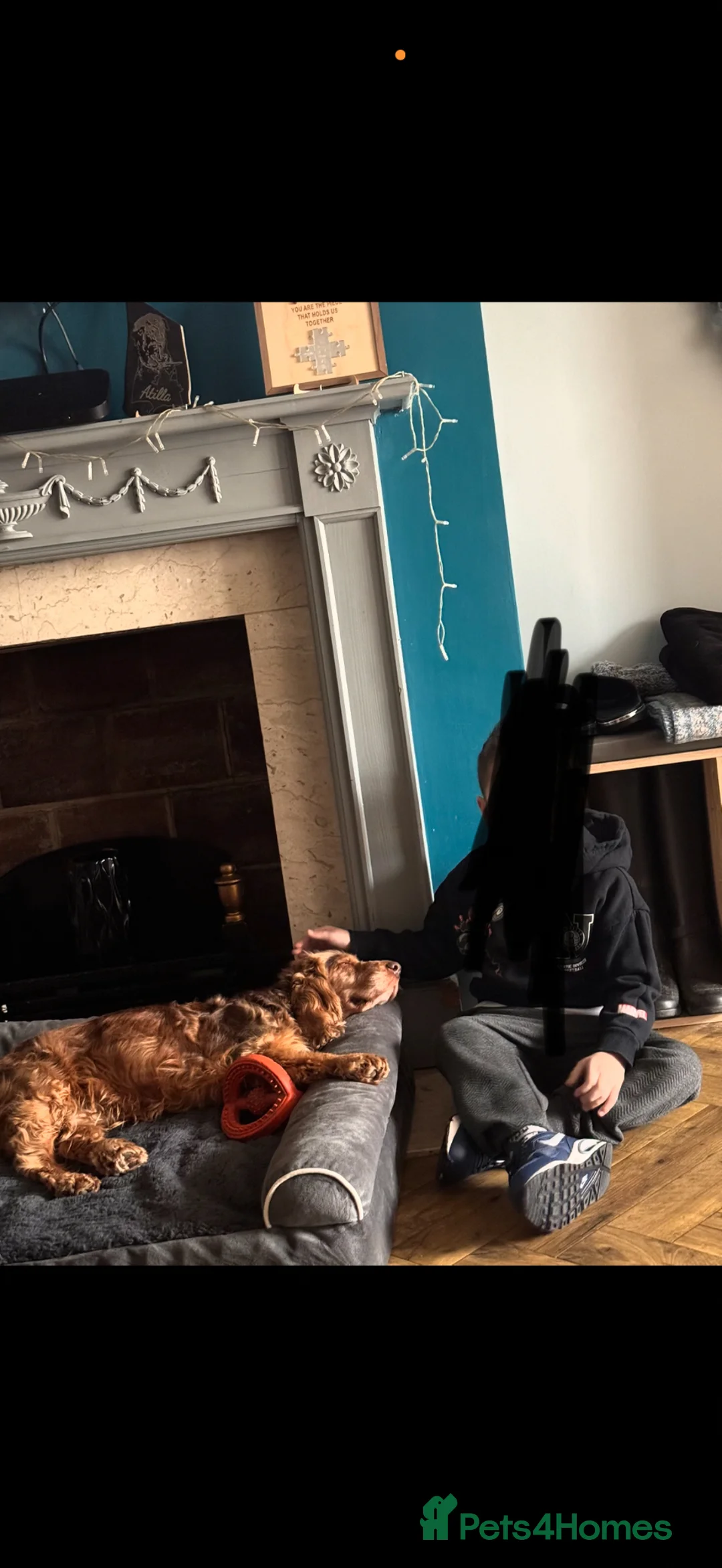 Cocker Spaniel dogs for sale: Older retired dogs for the very best home - Advert 3