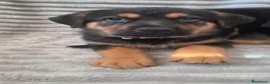 Mixed Breed 2