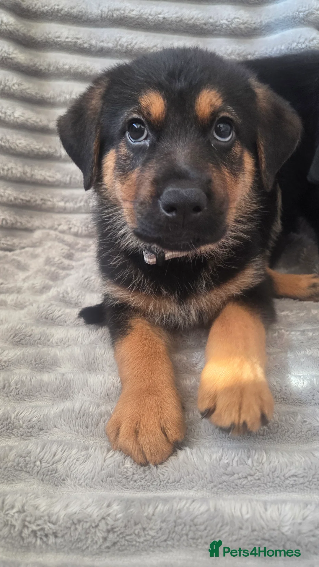 Mixed Breed dogs for sale: German shepherd x rottweiler puppies  in Brierley Hill - Advert 2