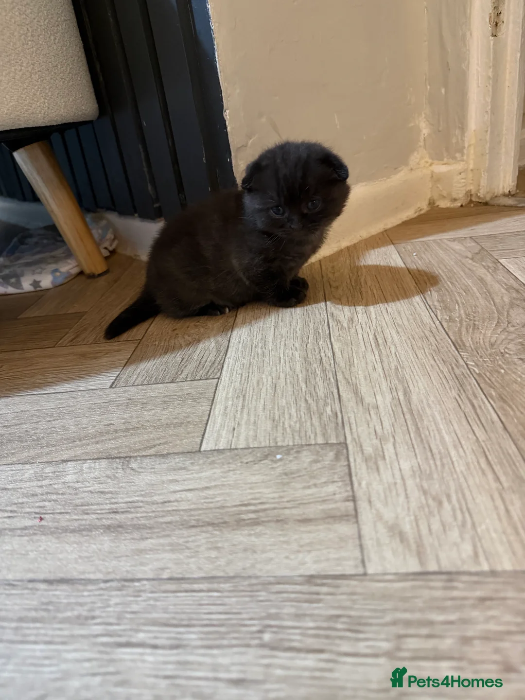 Scottish Fold cats for sale: 3 male Scottish fold kittens - Advert 8