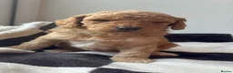 Mixed Breed dogs for sale: Double doodles  - Advert 40