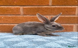 Rex rabbits for sale: Female & male mini rex rabbit kits VIENNA - Image 16
