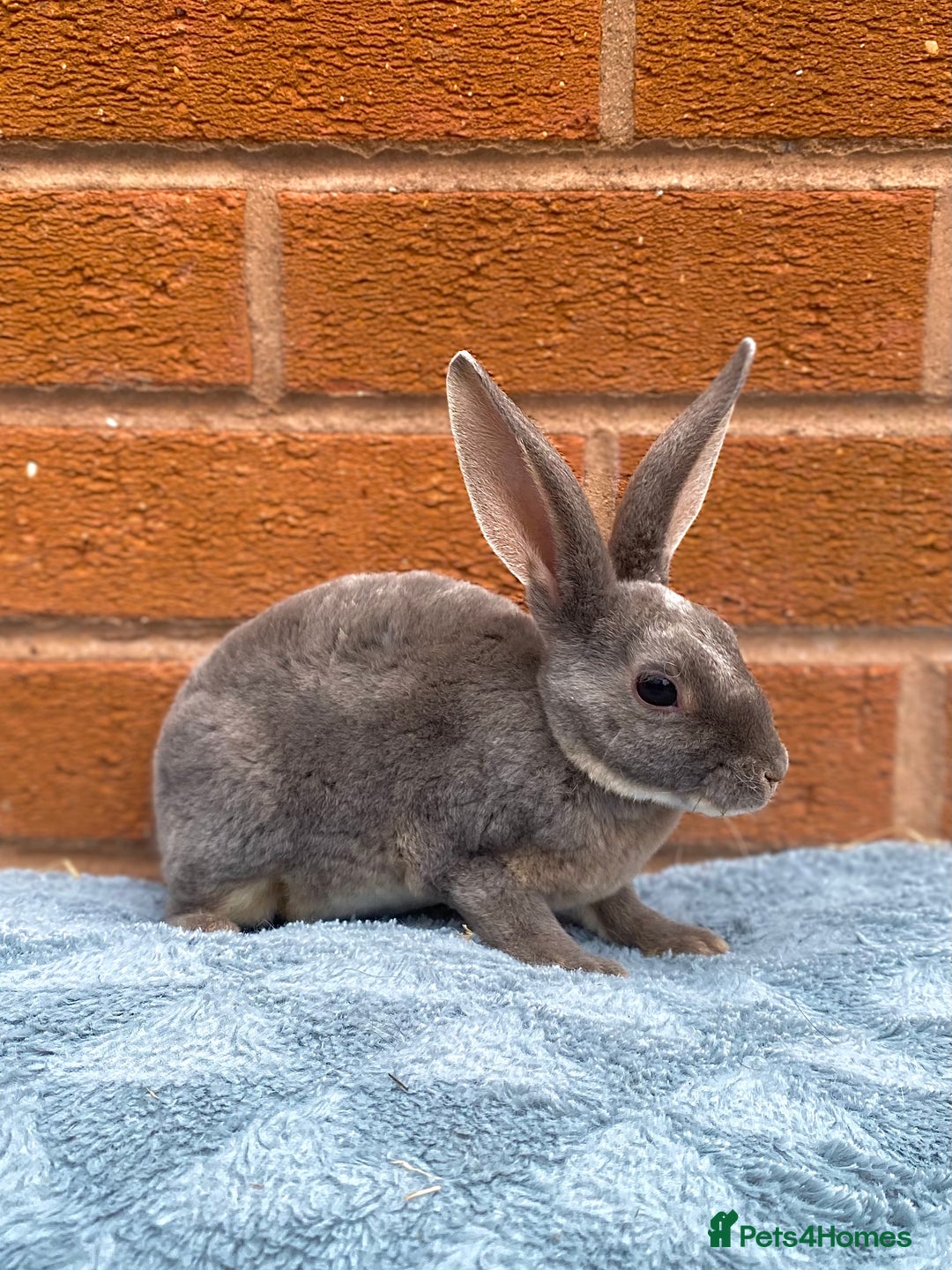 Rex rabbits for sale: Female & male mini rex rabbit kits VIENNA - Image 16