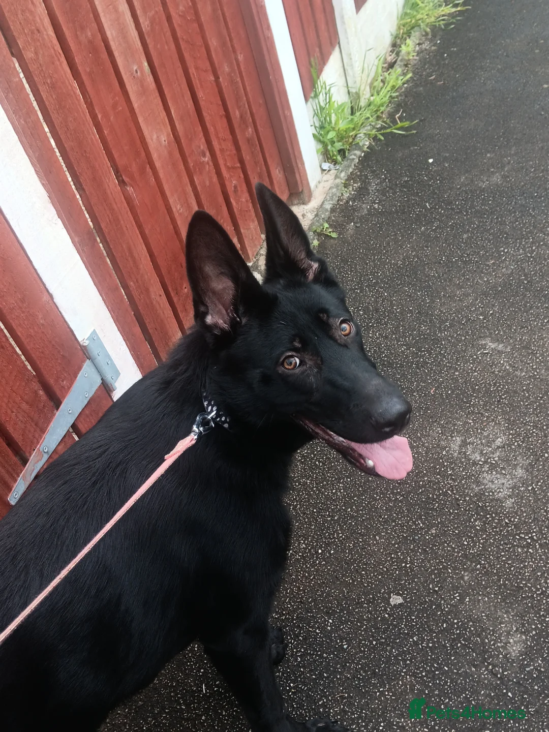 German Shepherd dogs for sale: German Shepherd  in Normanton - Advert 1