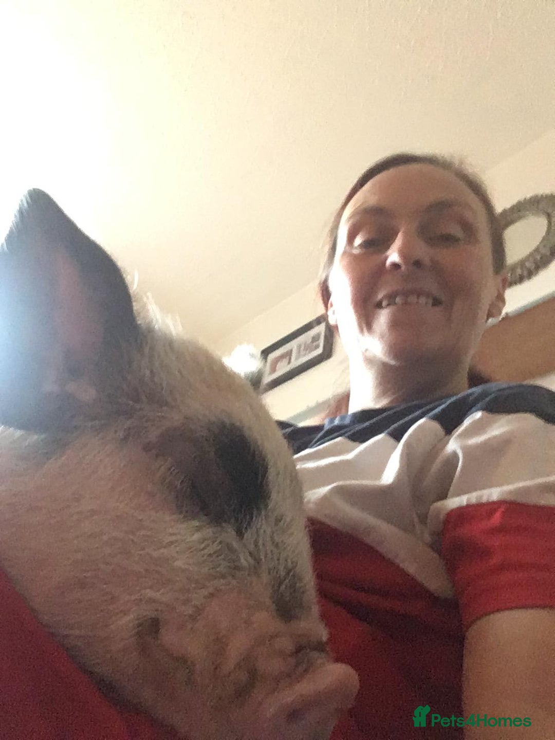 Pig livestock for sale: Micro pigs /t cup - Image 2