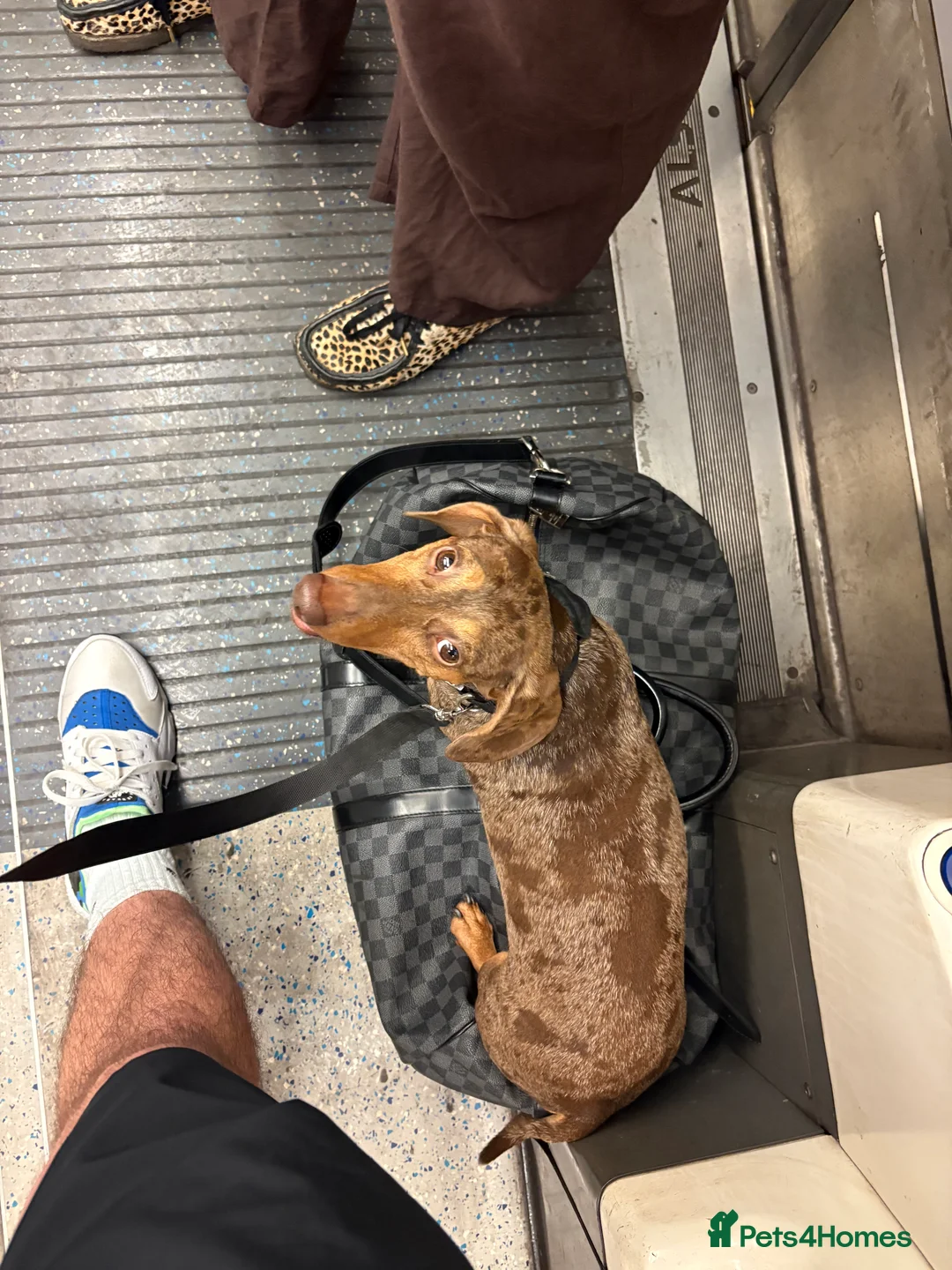 Miniature Dachshund dogs for stud: Dapple Stud. - Advert 6