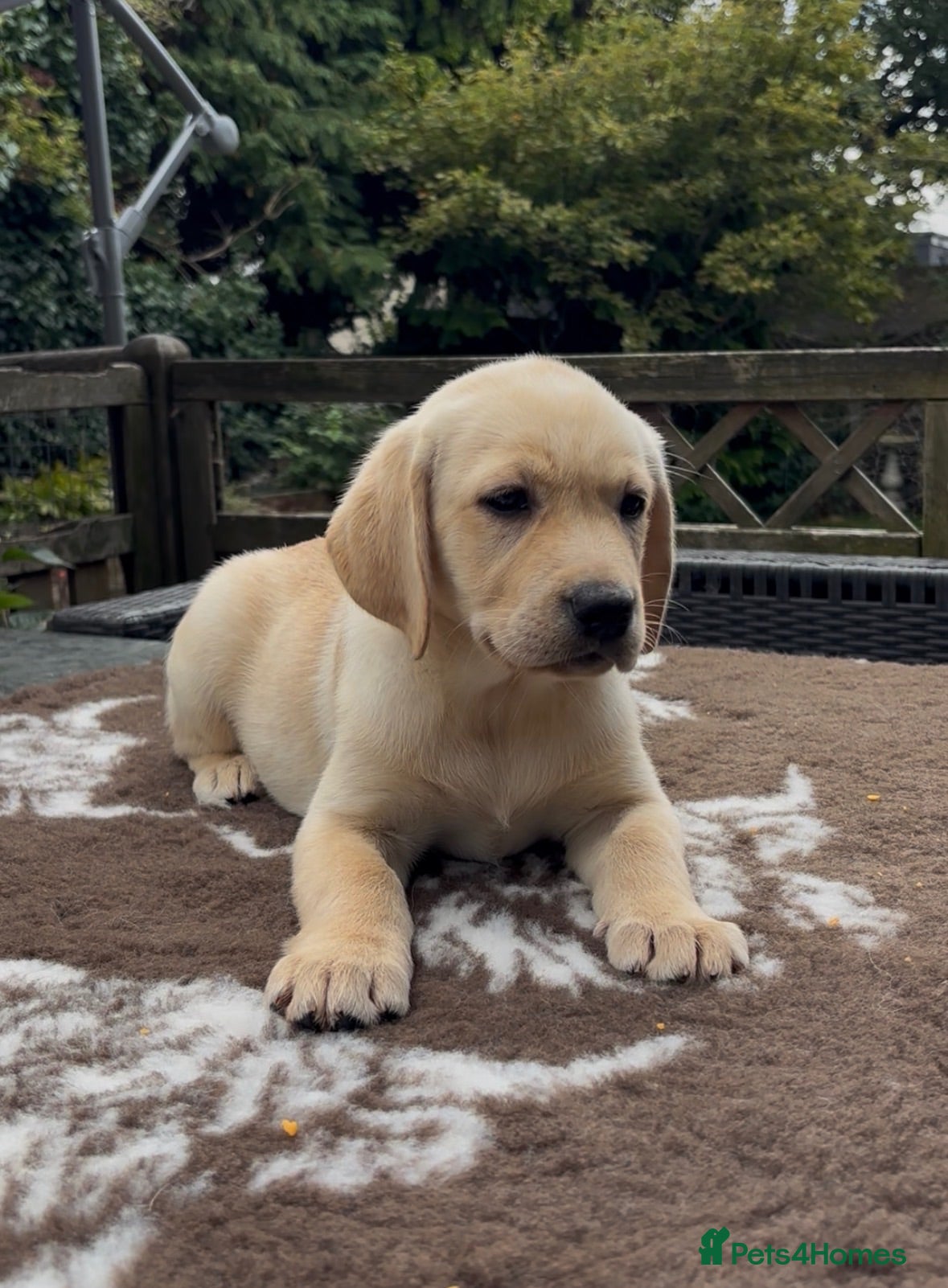 Labrador Retriever dogs Beautiful Yellow Girl Available  - Advert 1