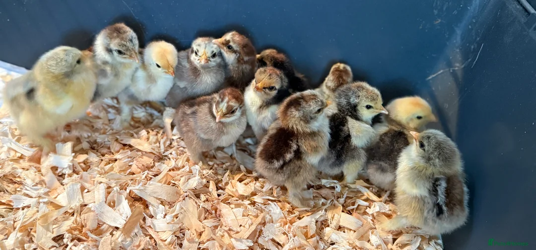 Chickens poultry for sale: FERTILE pekin bantam eggs - Advert 1