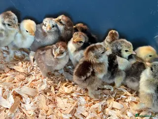 Chickens poultry FERTILE pekin bantam eggs - Advert 3