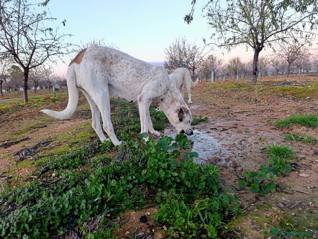 Mixed Breed dogs for adoption: ‼️🚨URGENT🚨‼️ Bimba🩷🐾 - Advert 2
