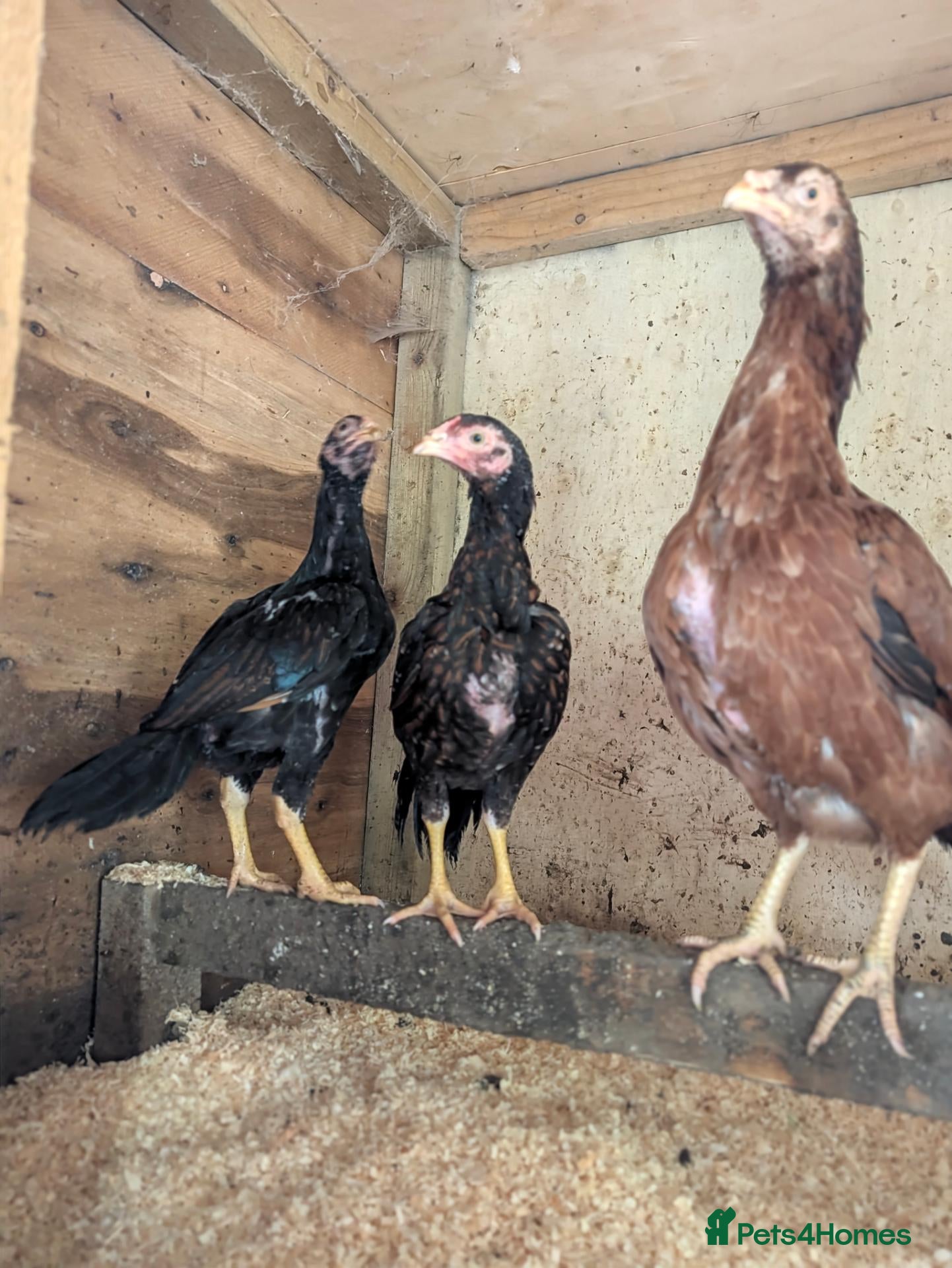 Chickens poultry High quality female Aseel for sale  - Advert 13