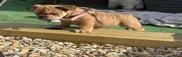 English Bulldog dogs for sale: 8 month old bulldog  - Advert 5
