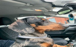 Miniature Dachshund dogs for stud: Bruno The Silver dapple - Image 7