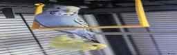 Budgerigars birds for sale: Three 8 month old budgies in Shipley - Advert 8