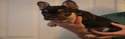 French Bulldog dogs for sale: French bulldog pups  - Advert 15
