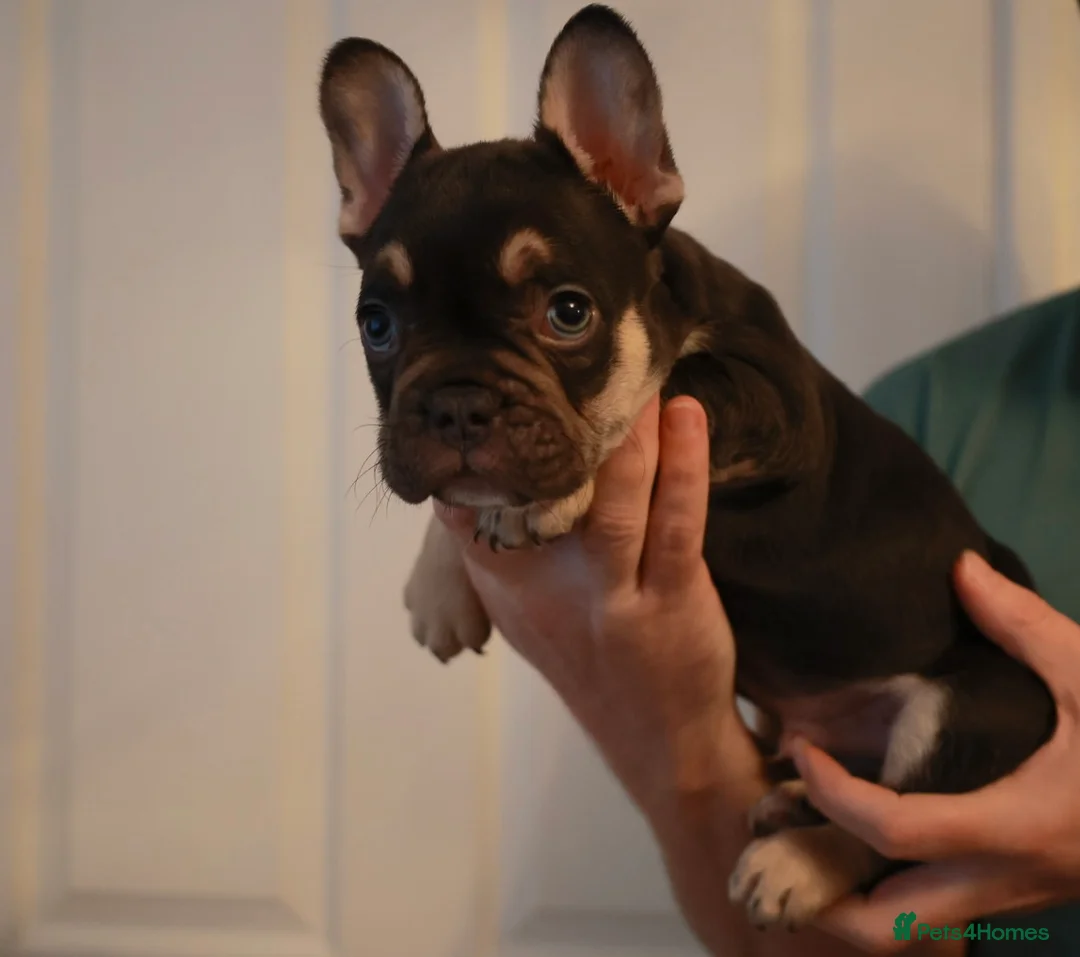French Bulldog dogs for sale: French bulldog pups  - Advert 15