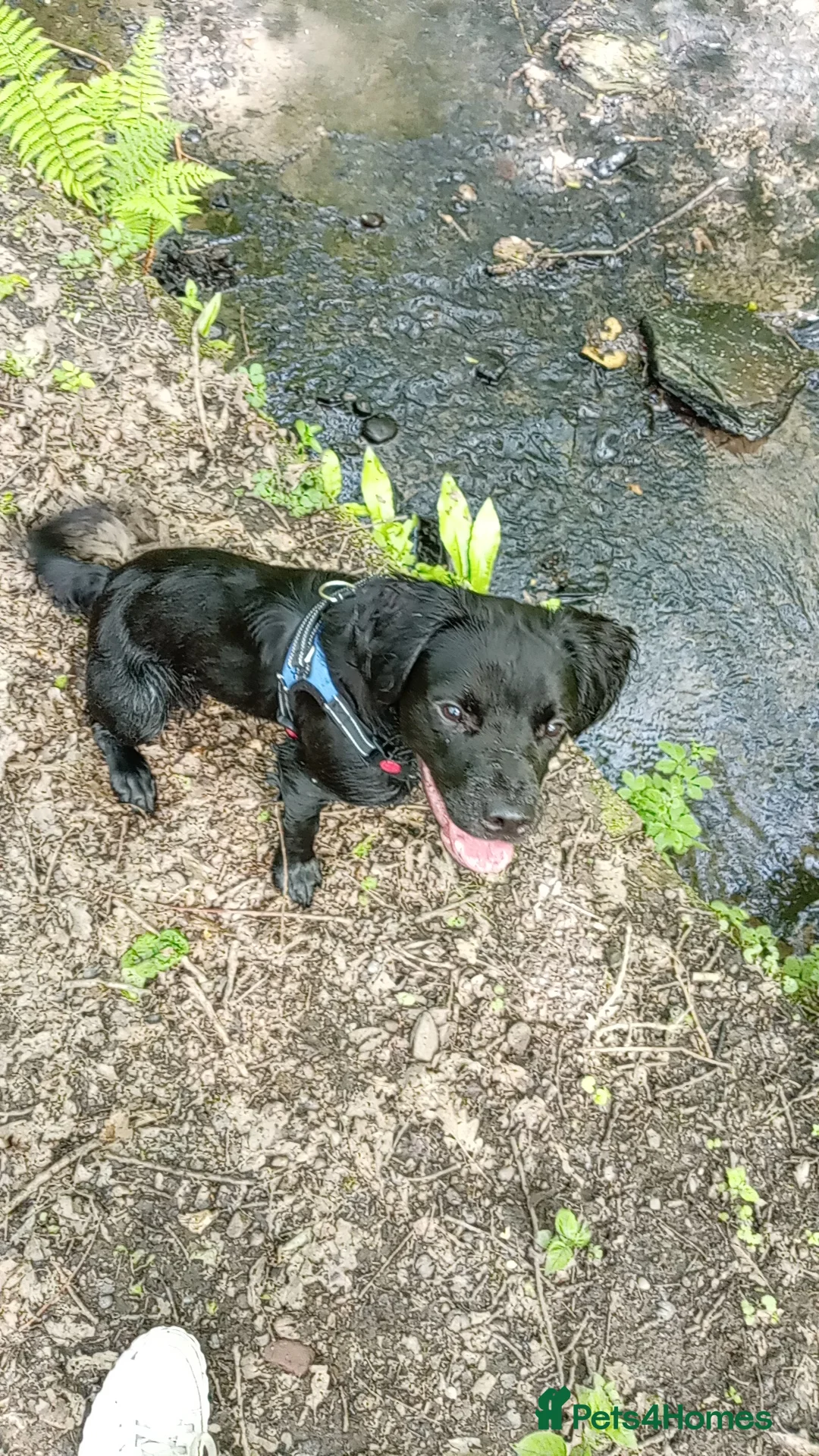 Springador dogs for sale: 8 month old springador Oreo  in Bolton - Advert 1