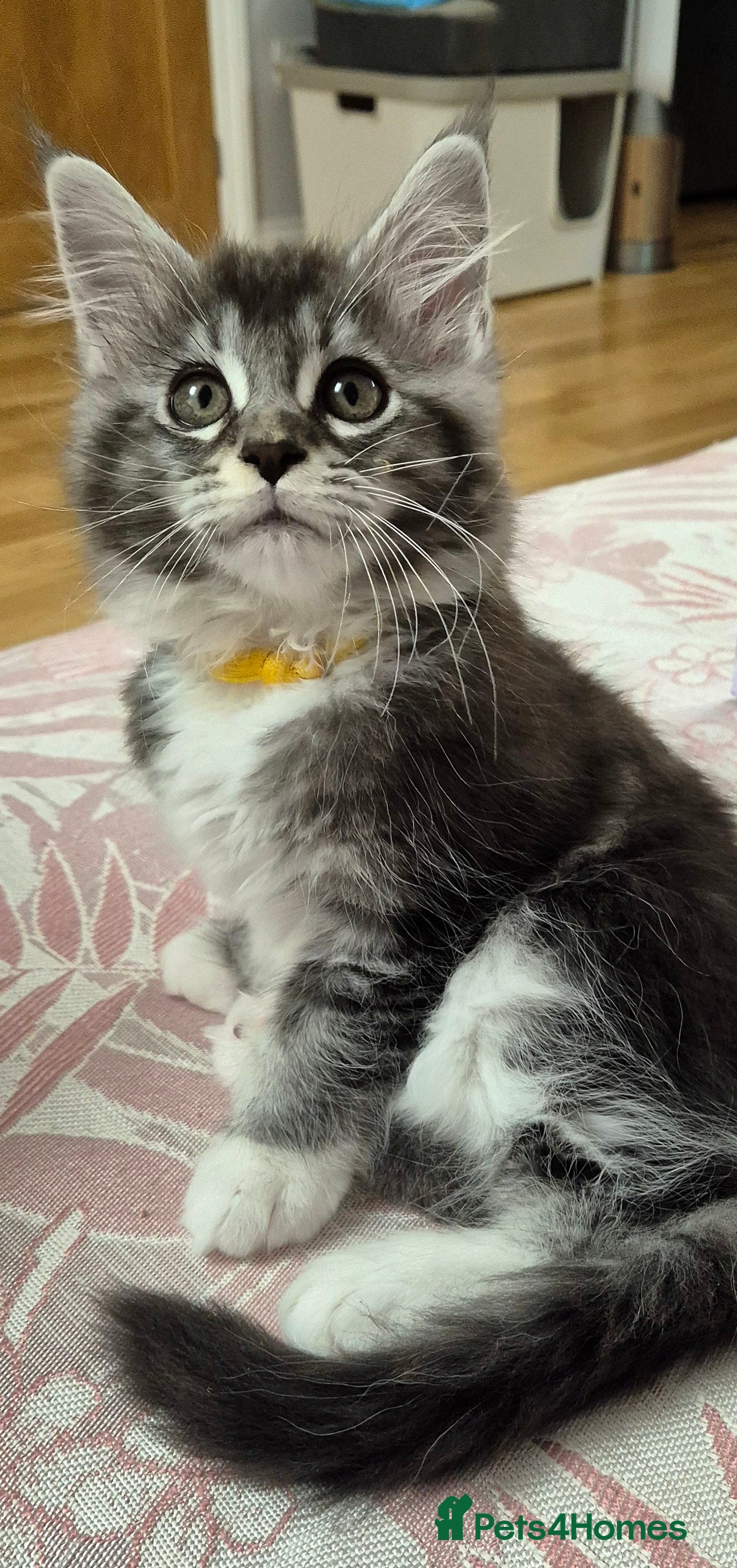 Maine Coon cats 🎀 Outstanding GCCF Pedigree Maine Coon Kitten 🎄 - Advert 4