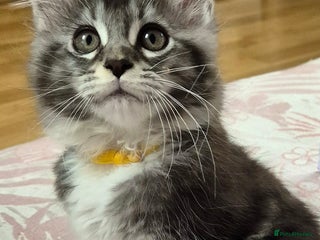 Maine Coon cats 🎀 Outstanding GCCF Pedigree Maine Coon Kitten 🎄 - Advert 4