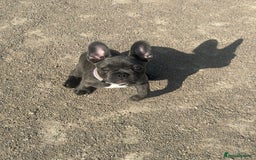 French Bulldog dogs for sale: 6 month old French Bulldog puppy  - Image 4