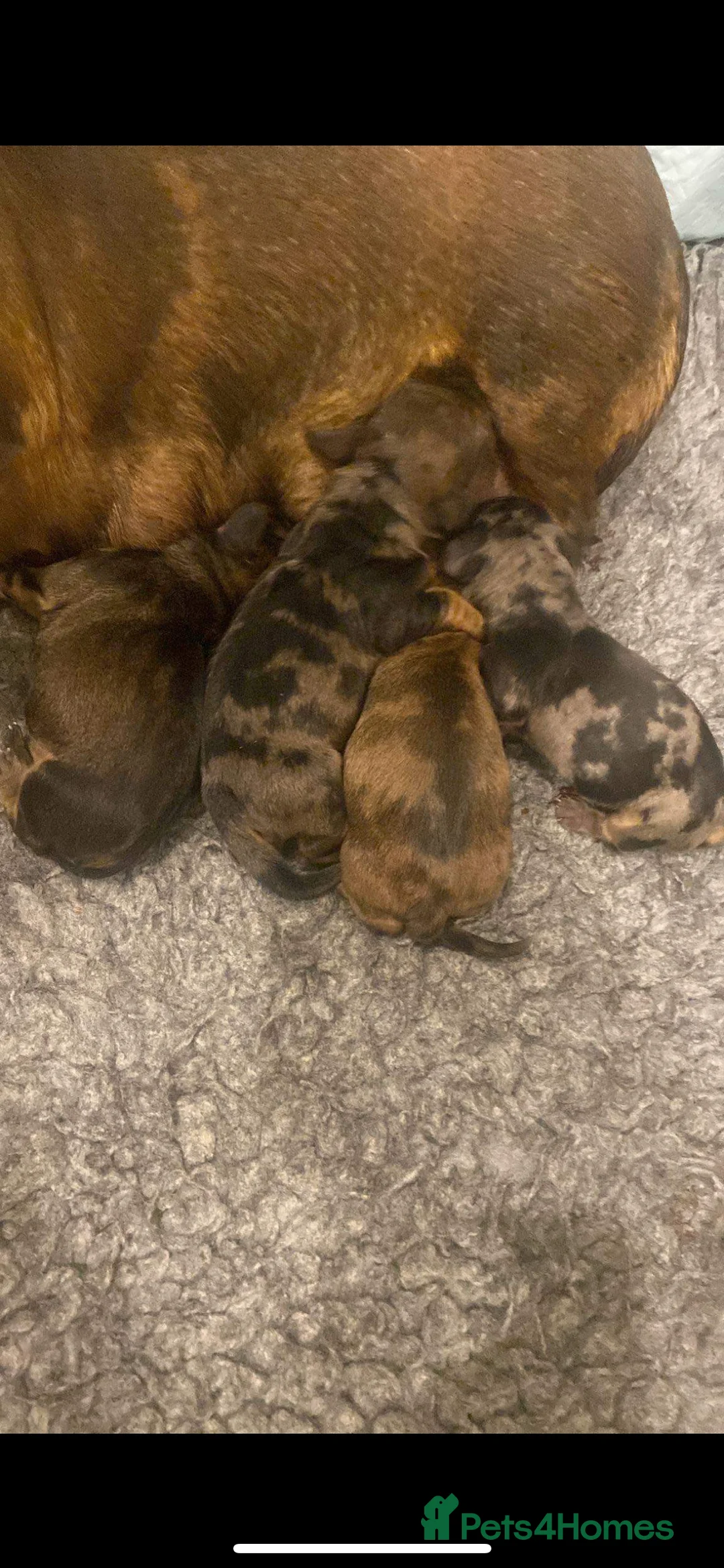 Miniature Dachshund dogs for stud: Proven Shaded red miniature dachshund stud in Pontypool - Advert 8