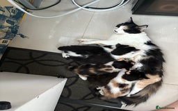 Domestic Shorthair cats for sale: Tabbies - Image 11