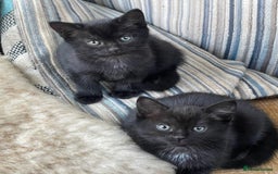 Mixed Breed cats for sale: Little kittens for sale - Image 3