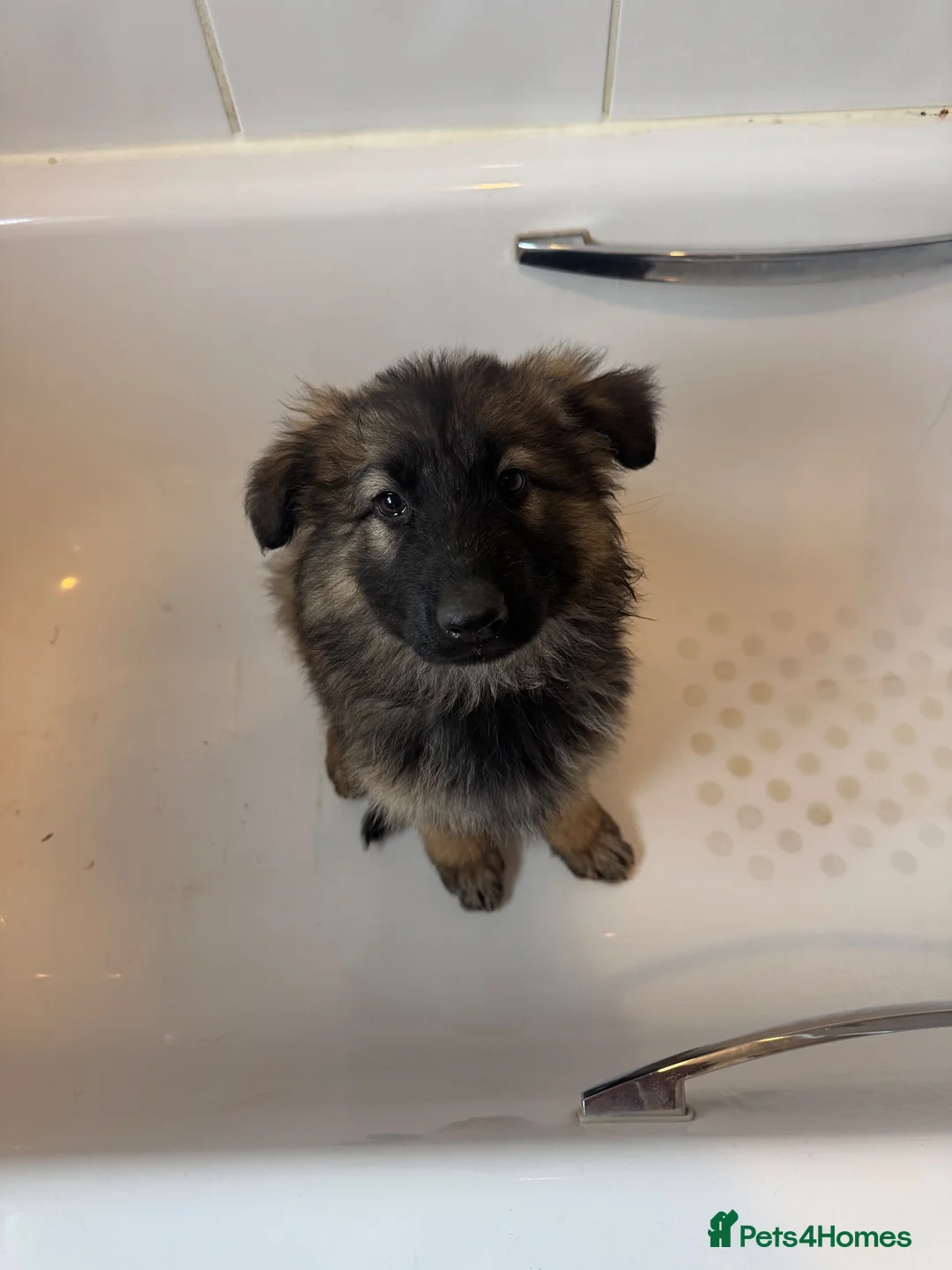 German Shepherd dogs for sale: Female long hair Germany shepherd pup - Advert 2