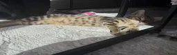 Savannah cats for sale: LAST BOY kitten left ! - Advert 2