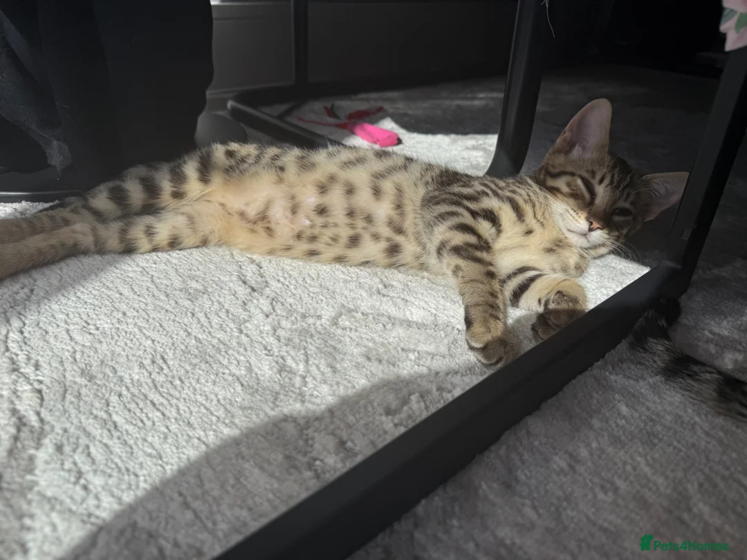 Savannah cats for sale: LAST BOY kitten left ! - Advert 2