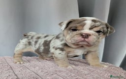 English Bulldog dogs for sale: English Bulldog Puppies  - Advert 17