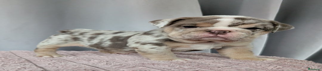 English Bulldog Puppy 5