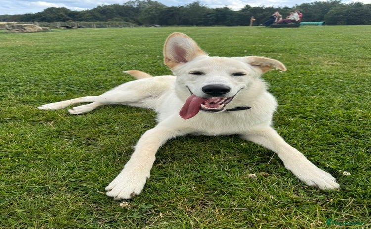 Mixed Breed dogs - Advert 1