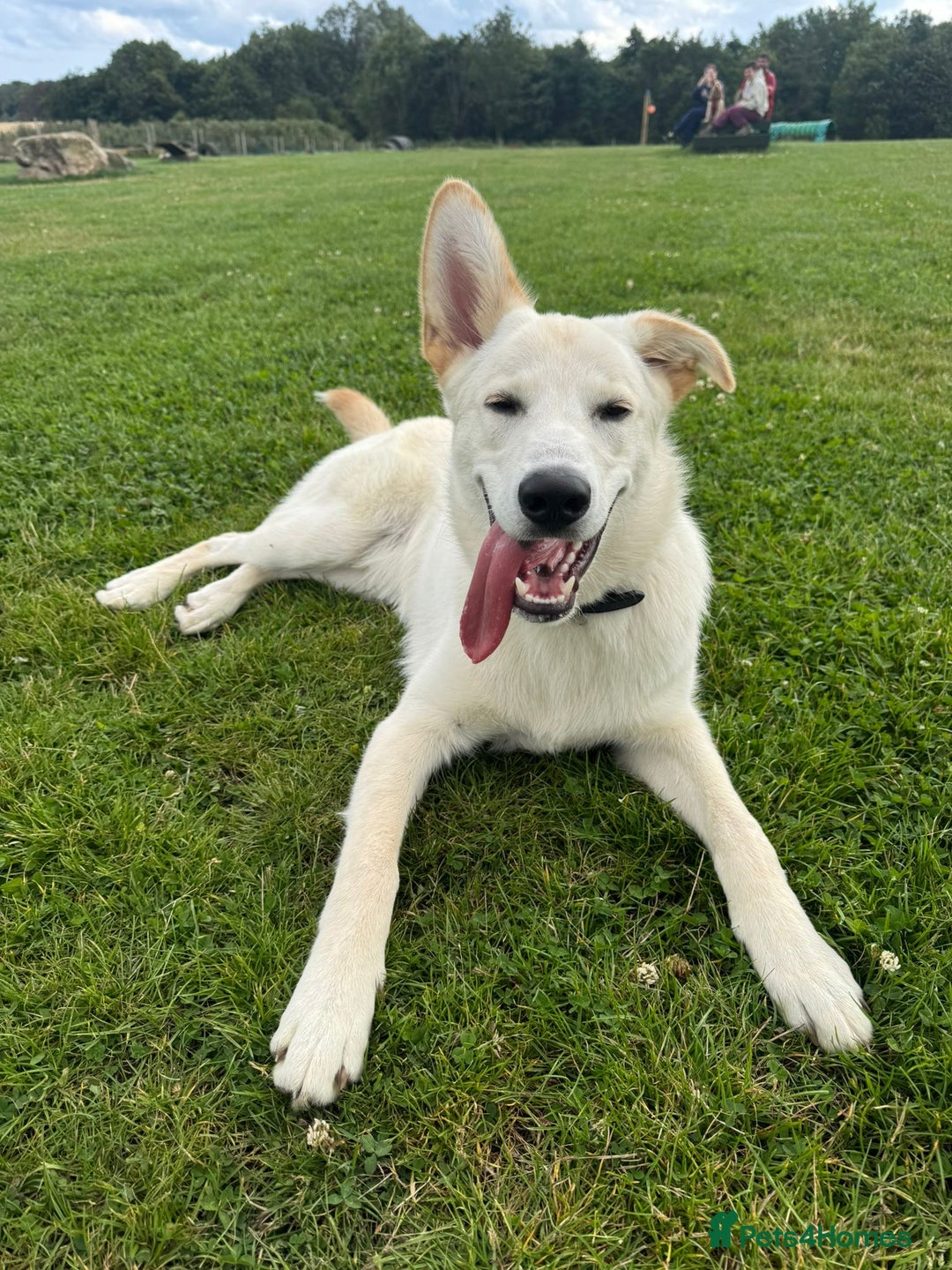 Mixed Breed dogs for sale: 7m lab x malamute - Image 1
