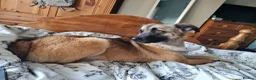 Mixed Breed dogs for adoption: Super sweet Suki in Bude - Advert 14