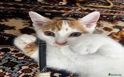 Mixed Breed cats for sale: calico male kitten READY TO LEAVE - Image 6
