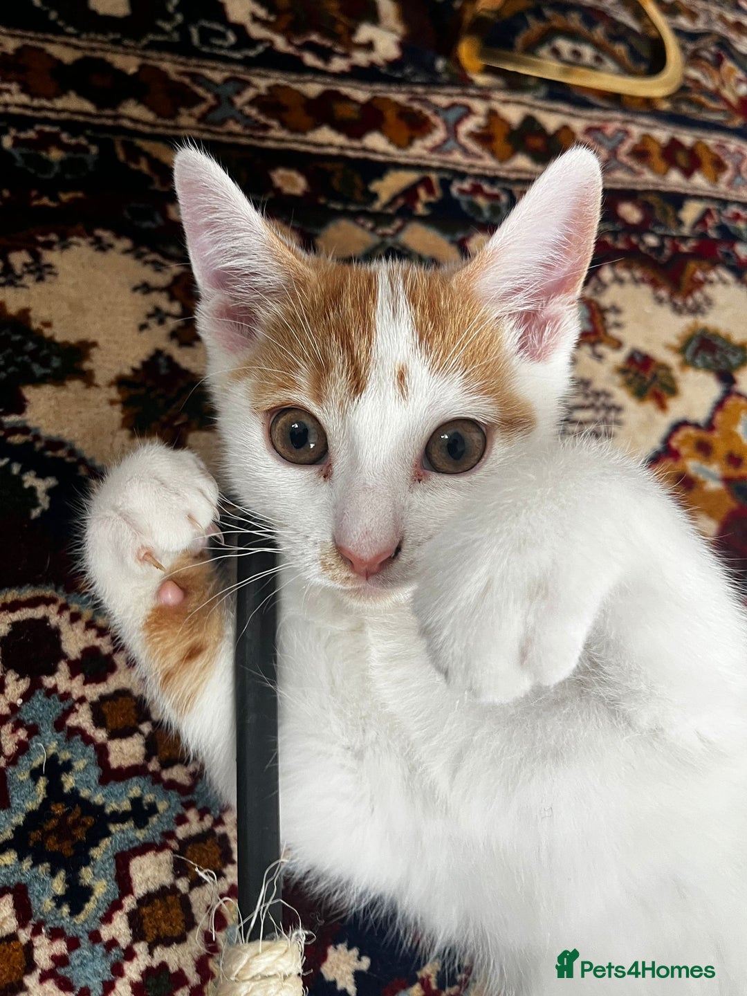 Mixed Breed cats for sale: calico male kitten READY TO LEAVE - Image 6