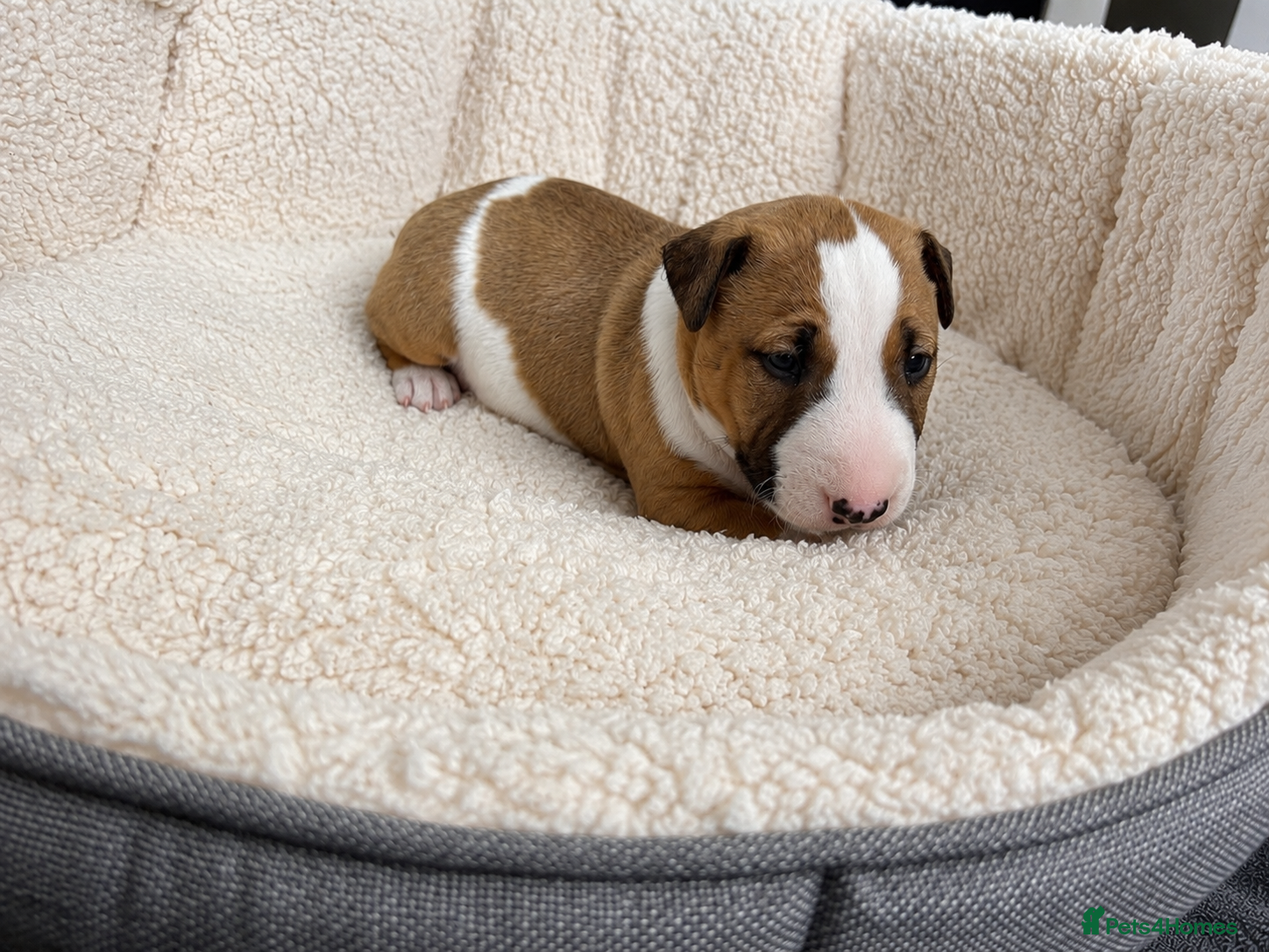 English Bull Terrier dogs Beautiful KC Reg English Bull Terrier Puppies  - Advert 2