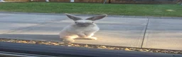Mixed Breed rabbits for sale: Male rabbit  in Chorley - Advert 5