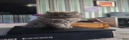 Persian cats for sale: Last female persian kittens ready now - Advert 10
