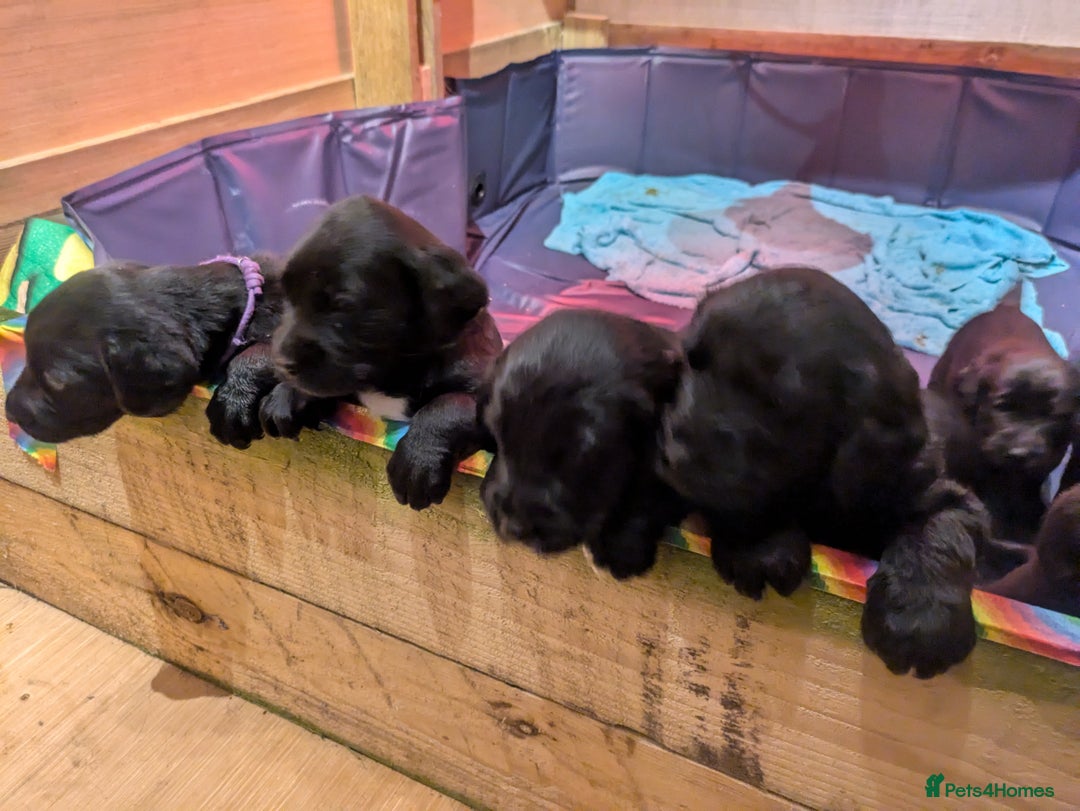 Springador dogs for sale: Springador puppies  - Image 4