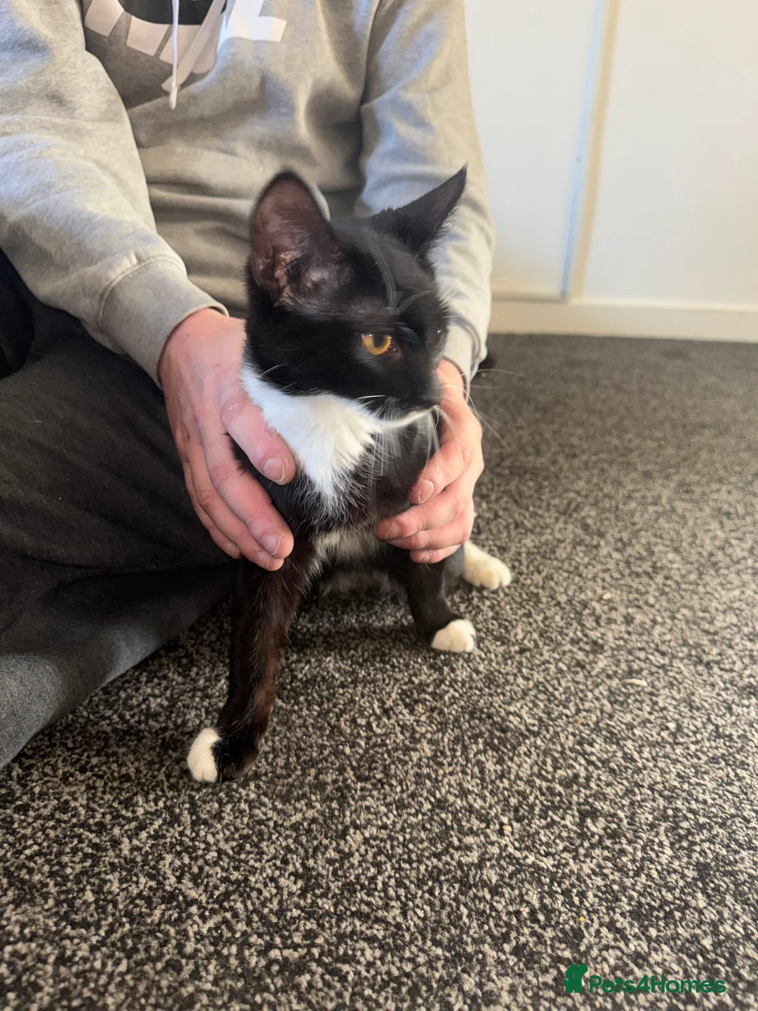 Mixed Breed cats for sale: 2 male cats - Advert 4