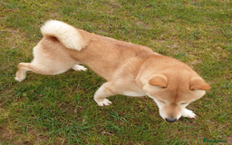 Japanese Shiba Inu dogs for sale: Japanese Shiba Inu older girl - Image 4