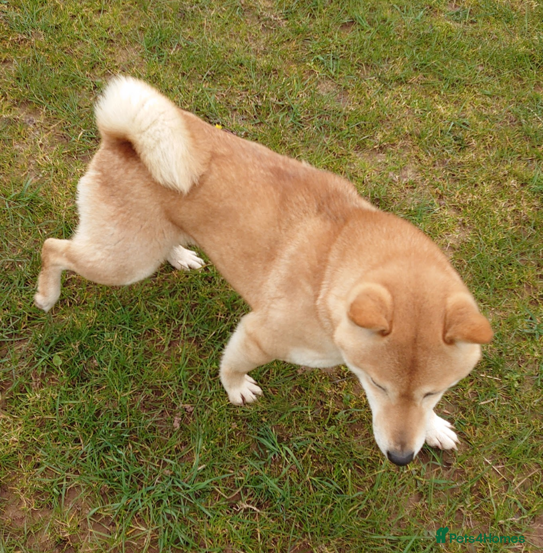 Japanese Shiba Inu dogs for sale: Japanese Shiba Inu older girl - Image 4