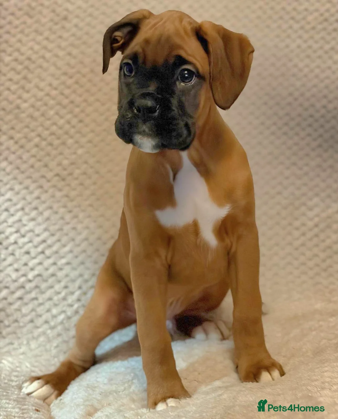 Boxer dogs for sale: Boxer puppies for sale  - Advert 3