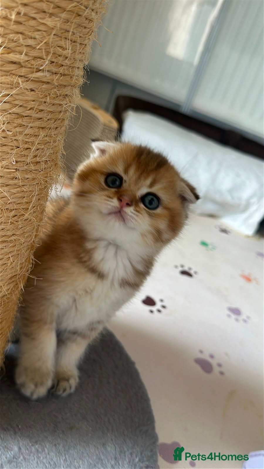 Scottish Fold cats     Beautiful Scottish Kittens for Reservation 🥰 - Advert 1
