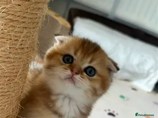 Scottish Fold cats Beautiful Scottish Kittens for Reservation 🥰 - Advert 1