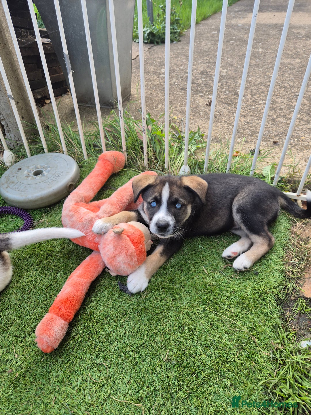 Mixed Breed dogs for sale: Husky mix puppies. Ready to leave! - Image 3
