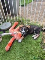 Mixed Breed dogs Husky mix puppies. Ready to leave! - Advert 2